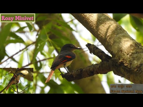 Pestrec ružový (Pericrocotus roseus) — spev a hlas v prírode