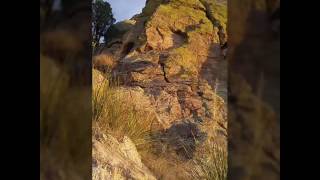 King Louie on Green Monster