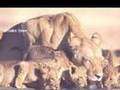 Wondering Where the Lions Are - Bruce Cockburn ...