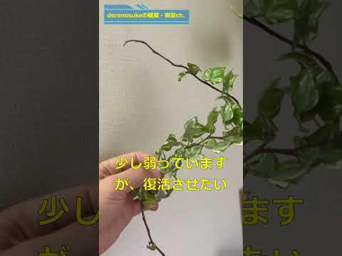 アイビーの挿し木はいつ取るのですか？どうやって ？リーダーに従う ！  庭園