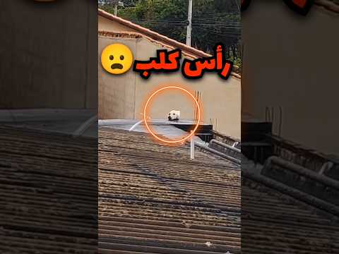 شاف راس كلب فوق السطح بس بالنهاية هذا اللي صار 😦