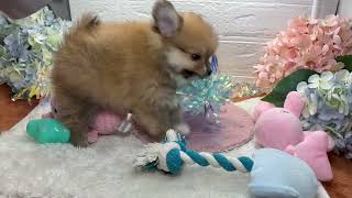 ハーフ犬の動画01