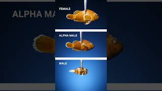 Download lagu These Clownfish Switched Genders mp3