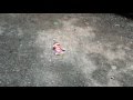 Sesame Street Road Kill