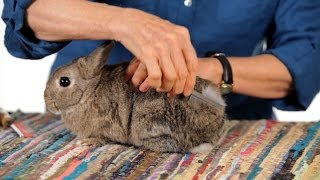Do Rabbits Shed? | Pet Rabbits