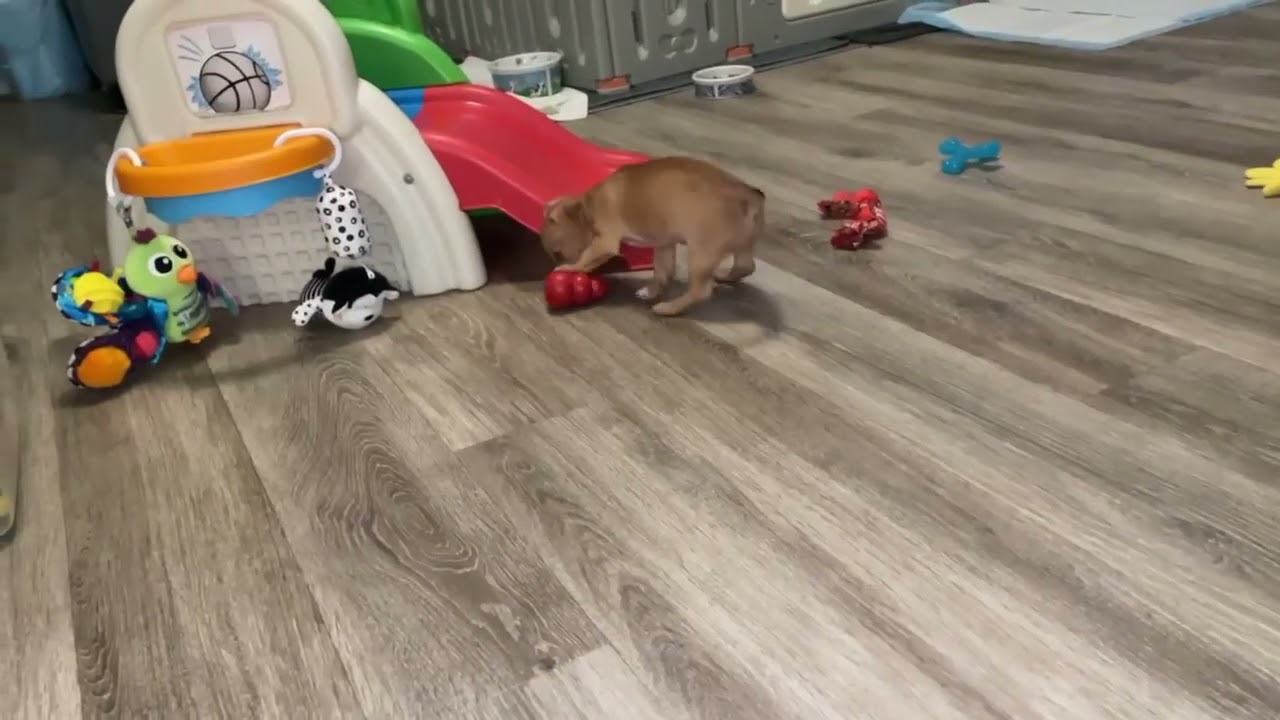 Mira, a ADOPTABLE mixed breed in Ellicott City, MD video 6/6