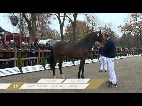 Cornet's Sandro Z, 2016, gekörter Hengst von Cornet Obolensky x Sandro Boy x Carthago