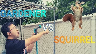 How to get rid of the SQUIRRELS in your backyard with this EASY SOLUTION!