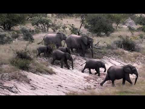 Djuma: Breeding herd of elephants for quick visit - 05/01/18