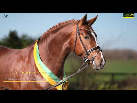 Gestüt Letter Berg Prämien-Hengst Isterberg II. – Hannoveraner vom Instertanz V. – Bellissimo