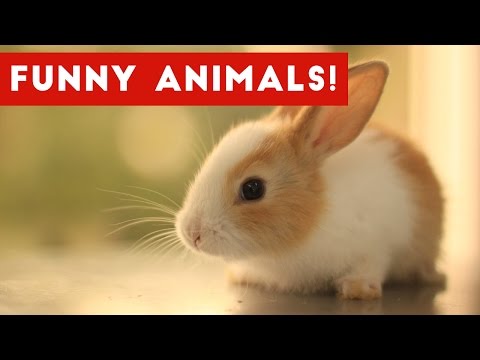 Funniest Pet & Animal Moments Caught On Tape Compilation November 2016 | Funny Pet Videos
