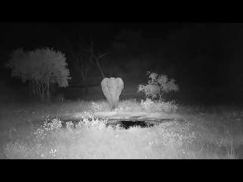 Djuma: Small Elephant herd with wee one (Short Trunk) - 22:12 - 03/06/2022