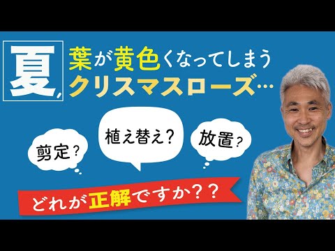 クリスマスローズには毒があるのでしょうか? 植物