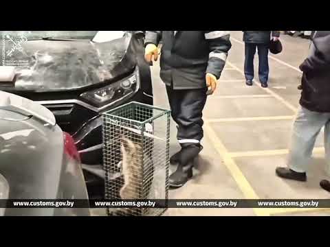 من أمريكا لأوروبا.. راكون يعبر الأطلسي مختبئاً داخل سيارة ويُربك جمارك بيلاروسيا 