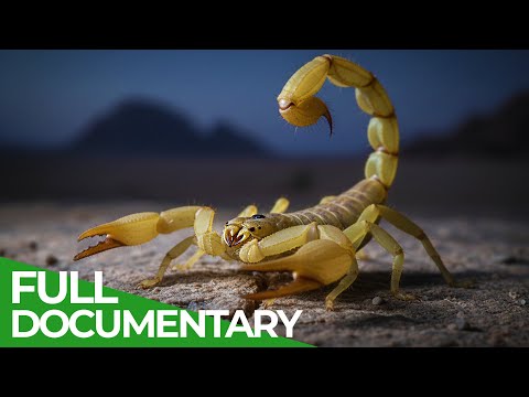 World's Most Toxic Animals