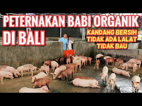 , title : 'PETERNAKAN BABI ORGANIK DI BALI - ORGANIC PIG FARMING IN BALI (Part 1/2)'