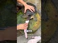 Unique Turtle Cutting Technique Shorts Science