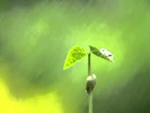 Jirinka Mignonka - Plant