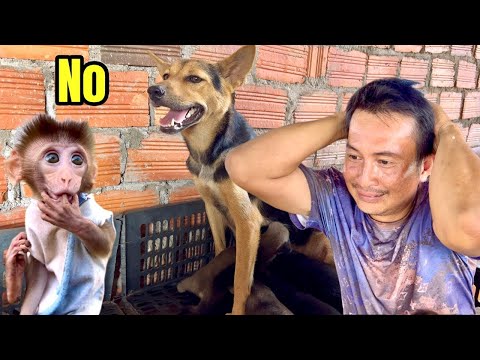 Mom Su's dog ran out of milk, Dad and BiBi quickly found a way to increase her milk supply