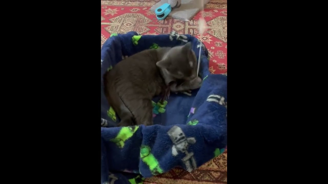 Mousse, a ADOPTABLE Domestic Short Hair in Toronto, ON video 6/6