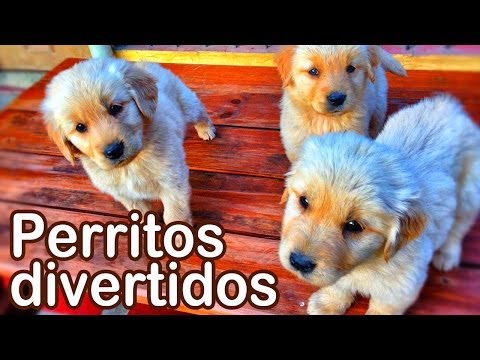 Perritos Divertidos - Animales Juguetones - Videos Infantiles Entretenidos - #