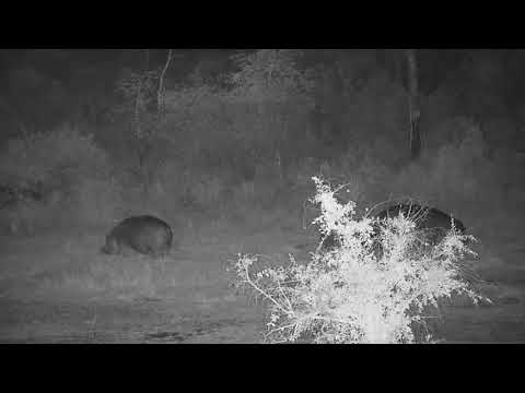 Djuma: Hippos leaving the dam to graze - 17:47 - 06/15/21