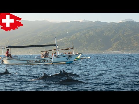 ACHTUNG: NICHT WEITER ZU EMPFEHLEN - DELFIN WATCHING IN LOVINA!🐬😳 WIR ERKUNDEN NORD BALI | TEIL 2