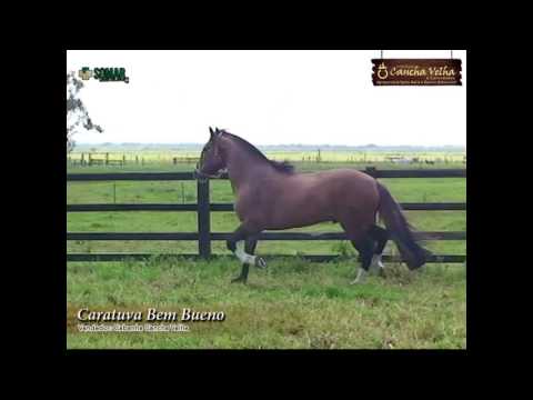 CARATUVA BEM BUENO