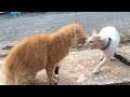 Kucing Berantem Meong Meong Kucing Oren Bar Bar