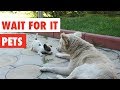 Unexpected Animal Moments | Funny Pet Video Compilation | The Pet Collective