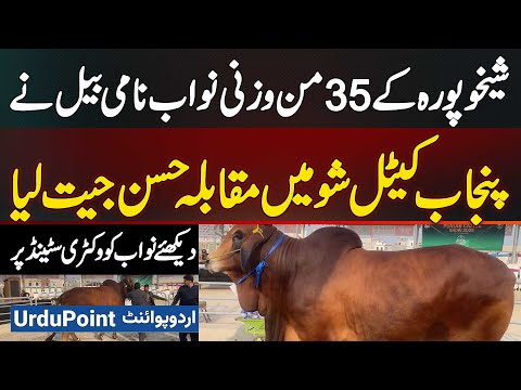 Punjab Cattle Show 2025: 1400 KG Heavy Weight Bull Nawab Won Punjab Cattle Show Beauty Contest