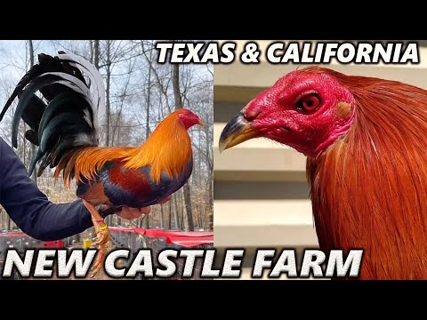 Kelso Sweater Albany NEW CASTLE FARM Beautiful Birds