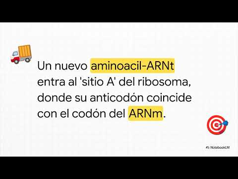 Traducción en Procariotas