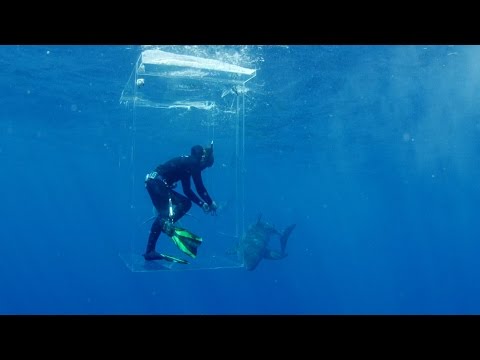 download lagu mp3 mp4 Nager Avec Les Requins En Espagne, download lagu Nager Avec Les Requins En Espagne gratis, unduh video klip Nager Avec Les Requins En Espagne