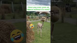 Download lagu ' I never imagined they would be this thin underneath ' #shorts #funny #funnyanimals mp3