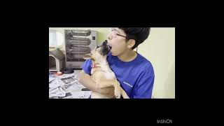 Video preview image #1 Mutt Puppy For Sale in Seattle, WA, USA