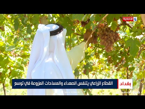 شاهد بالفيديو.. القطاع الزراعي يتنفس الصعداء والمساحات المزروعة في توسع | تقرير احمد الفراجي