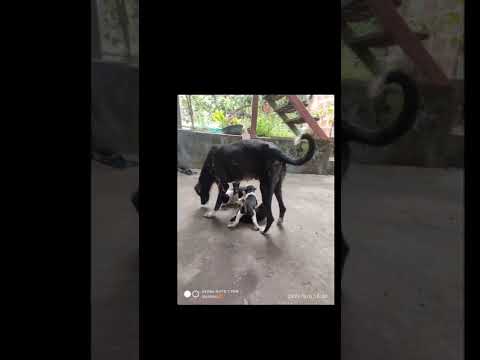 Dipa & puppies😍🐶🐾#shorts#dog#puppydog#cutepuppies