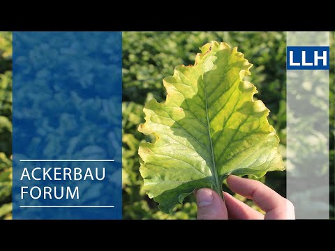 Ackerbauforum - Vergilbungsvirus bei Zuckerrüben