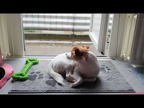 Lilibeth enjoying the summer rain while napping inside