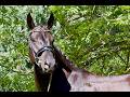 Gelding German Warmblood For sale 2021 Black