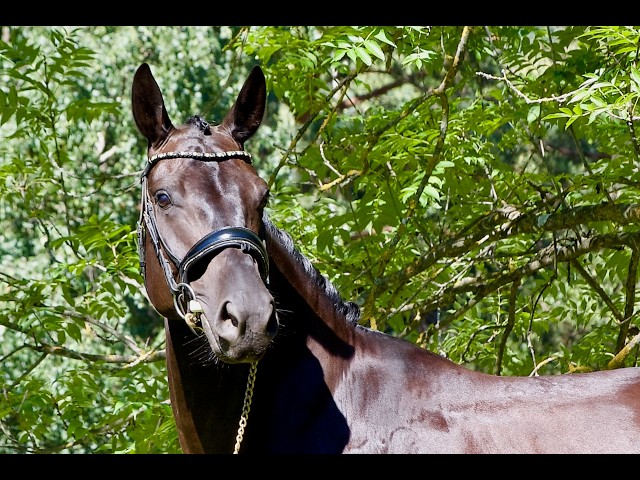 Gelding German Warmblood For sale 2021 Black
