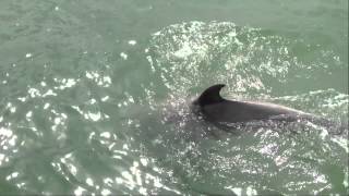 Dolphins in the Little Choptank, Chesapeake Bay, May 6,2012