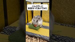 ハムスターに和室提供してみた！ #ハムスター #ハムスターのいる生活
