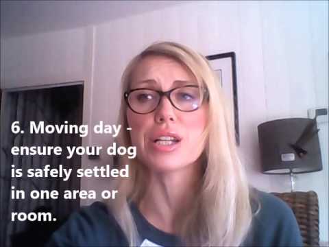 Moving house - tips for dog owners