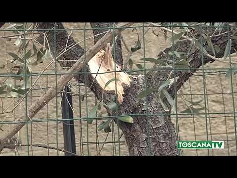 2020-02-15 FIRENZE - GEORGOFILI, DENUNCIATO AUTORE FURTO TARGA RICORDO