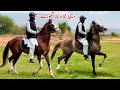 Desi Neza Baz Ghody For Sale Pakistani Local Horse Breed