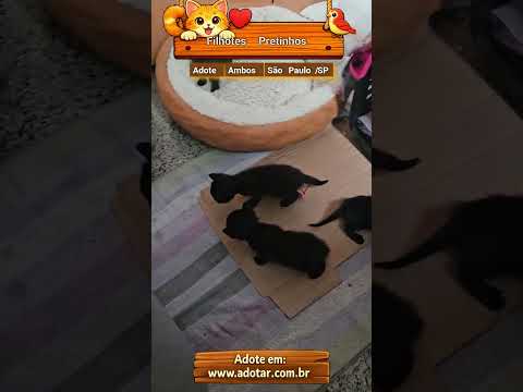 Vídeo de Filhotes Pretinhos