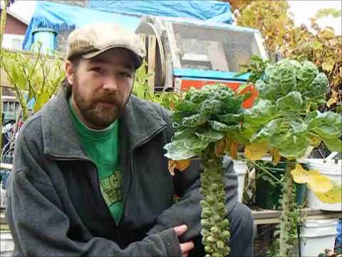 2012年芽甘藍的種植 (Growing Brussels Sprouts 2012)