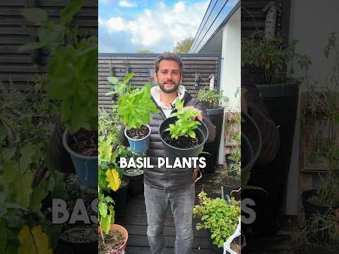 Here is what to do with your Basil before winter 🌱 #basil #gardening #garden